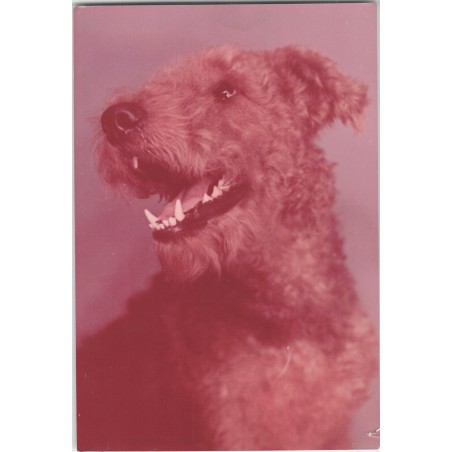 Airedale terrier | Ben