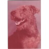Airedale terrier | Ben