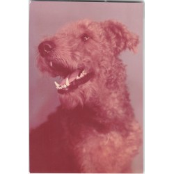 Airedale terrier | Ben