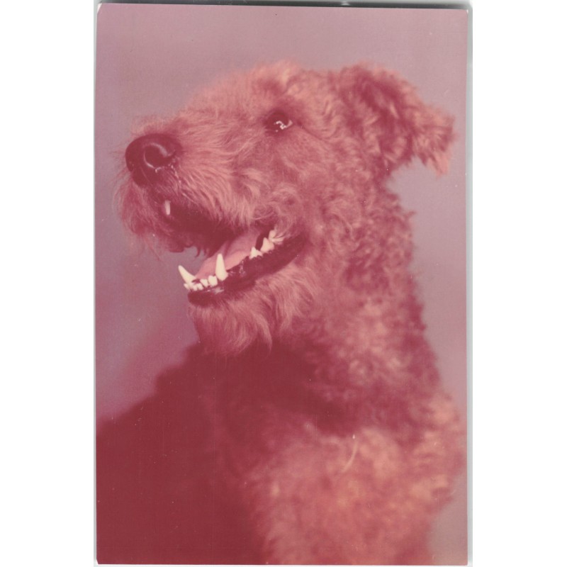 Airedale terrier | Ben