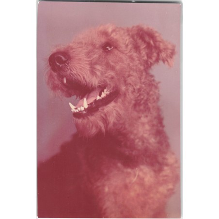 Airedale terrier | Ben