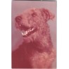 Airedale terrier | Ben