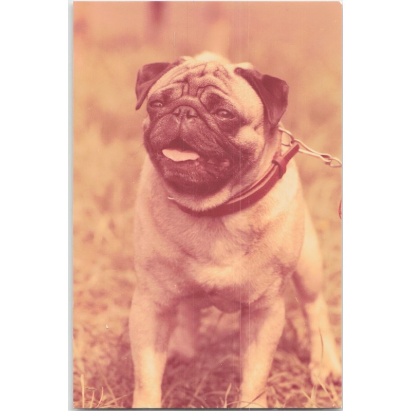 Mops