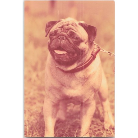 Mops