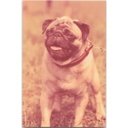 Mops