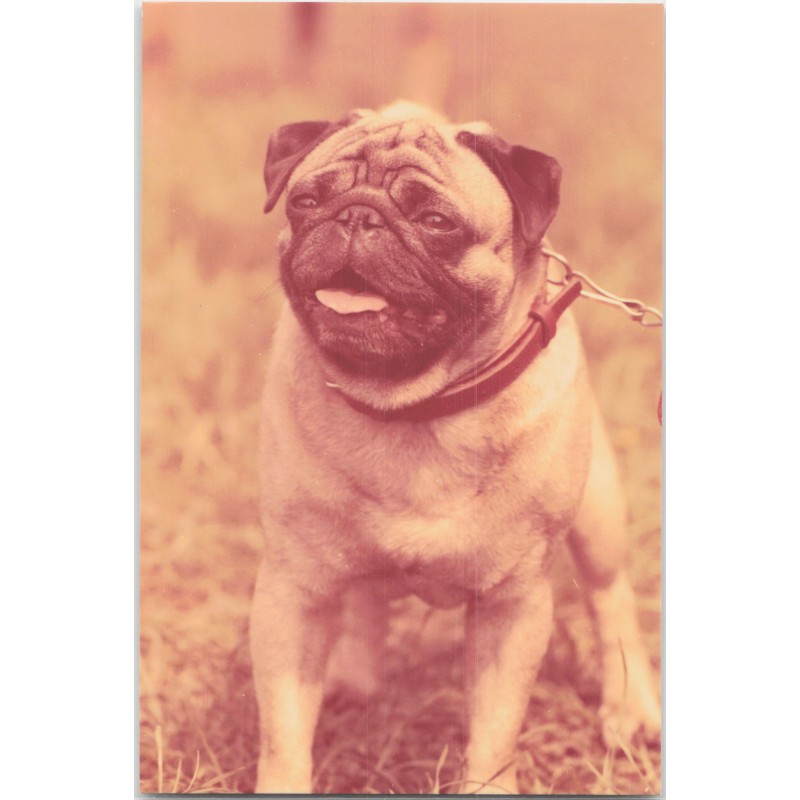 Mops