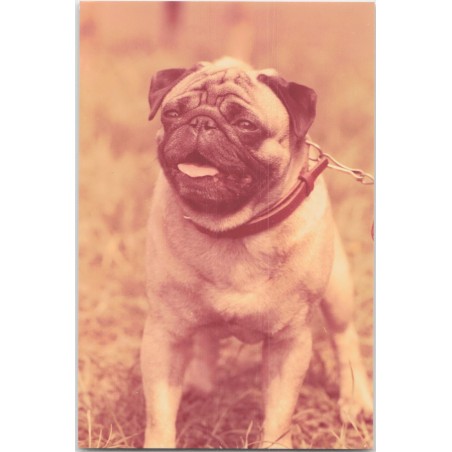Mops