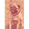 Mops