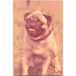 Mops