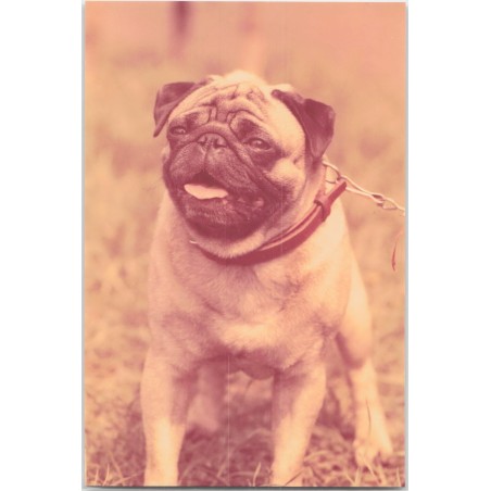 Mops