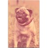 Mops