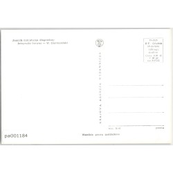 Jamnik miniaturka długowłosy