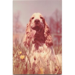 Cocker spaniel