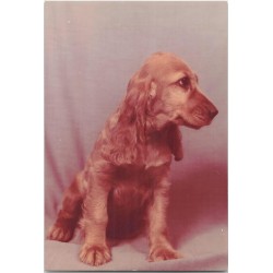 Młody cocker spaniel